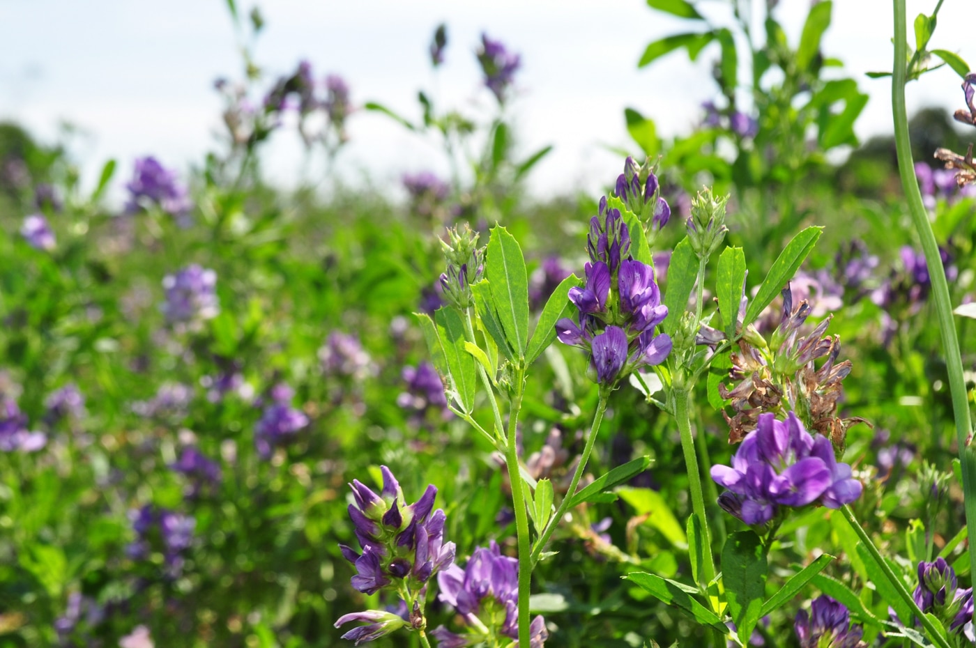 Alfalfa in bloom in a hay field