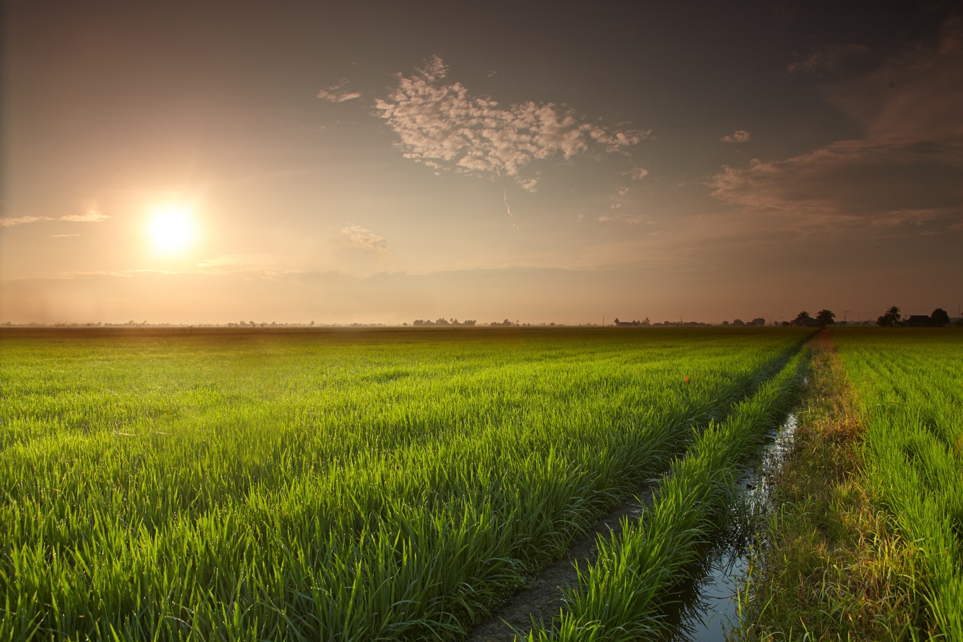 Sun rising over a green forage field